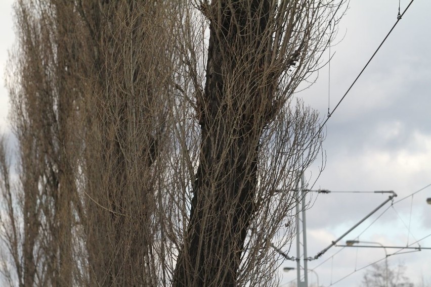 Utrudnienia na Ślężnej. Strażacy ścieli drzewo pochylone nad trakcją (ZDJĘCIA)