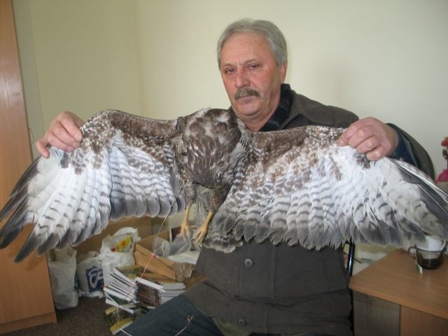 To bardzo ładny i dorodny ptak drapieżny - pokazuje Tadeusz Jabłoński, prezes koła Łowieckiego Nadwiślańskie w Tarnobrzegu.
