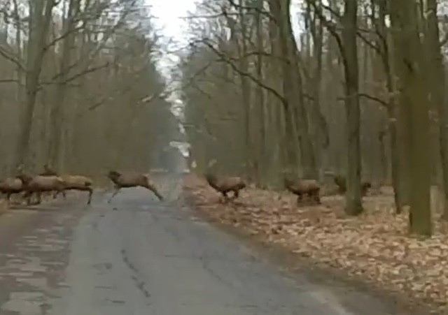 Stado jeleni pod Murowaną Gośliną