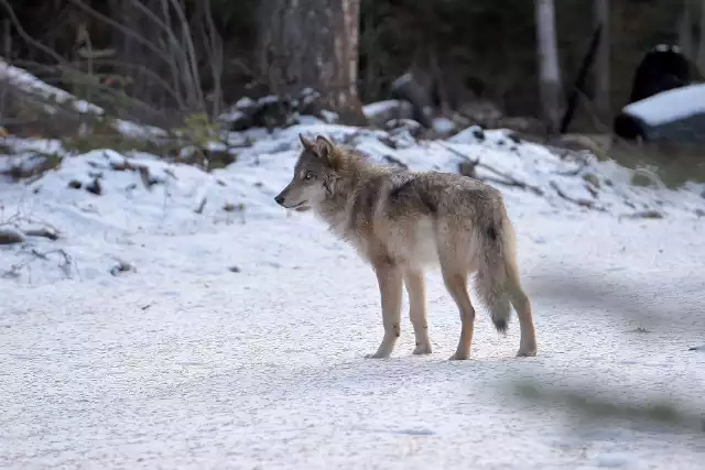 Z jednej strony mówi się o ważnej odbudowie gatunku po "ponad 30 letniej eksterminacji i bestialskim zabijaniu dla łatwych pieniędzy". Z drugiej o tym, że "wystarczy ochrony wilka w Polsce, odstrzał wilka jest nieunikniony i zasadny".