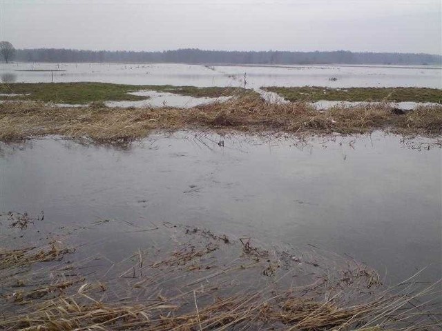 Po ostatniej odwilży woda z rzeki Czarnej zalała około 65 hektarów kompleksu łąkowego Brygidów &#8211; Mieczyn w gminie Krasocin.