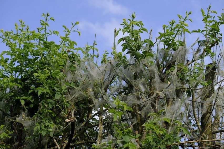 Gąsienice ćmy - namiotnika tworzą na gałęziach gęste...