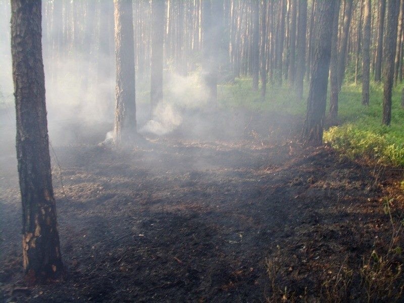 DZ24: Pożar lasu w Rokitnie Szlacheckim [ZDJĘCIA czytelnika]