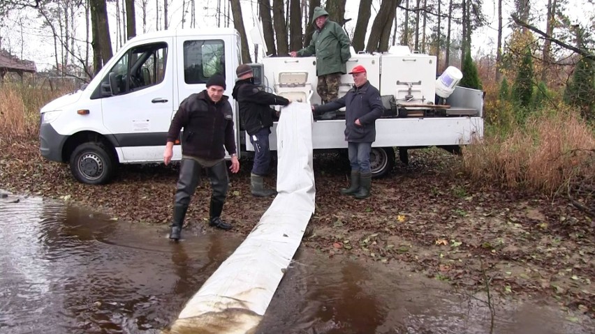 Tysiące karpi trafiło do jezior. Polski Związek Wędkarski zarybia (ZDJĘCIA)