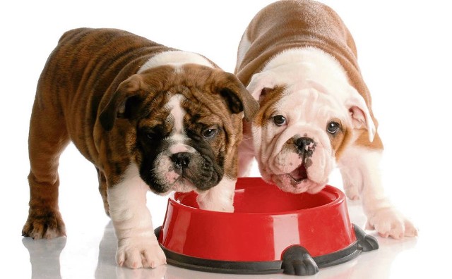 Dobrze zbilansowane posiłki to warunek prawidłowego przebiegu procesów życiowych i zdrowia psa