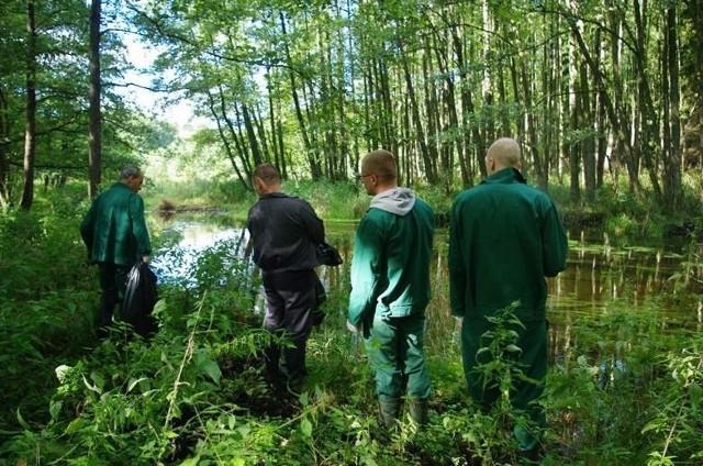 Więźniowie poza zbieraniem śmieci usuwali także roślinę o nazwie niecierpek gruczołowaty, która uznawana jest w Polsce za gatunek inwazyjny, groźny dla rodzimej przyrody.
