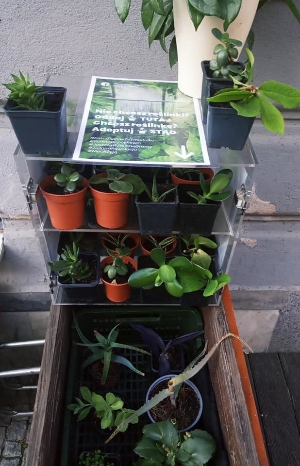 Okno życia dla roślin w Opolu. Pierwsze stanęło przy ulicy...