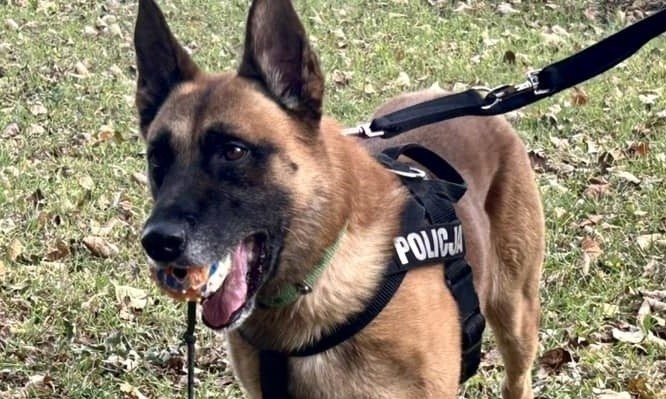 Pies Nadit uczestniczył już w wielu skutecznych policyjnych...