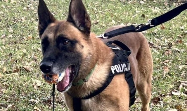Pies Nadit uczestniczył już w wielu skutecznych policyjnych poszukiwaniach.