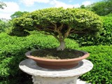 Drzewko bonsai - dla lubiących wyzwania