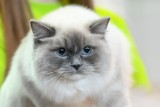 Plaga zgonów wśród kotów na Cyprze. „Koci koronawirus” zabił już ponad 10 tysięcy zwierząt