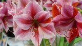 Amarylis czy zwartnica (hippeastrum)? Czym się różnią i co kwitnie zimą w domach