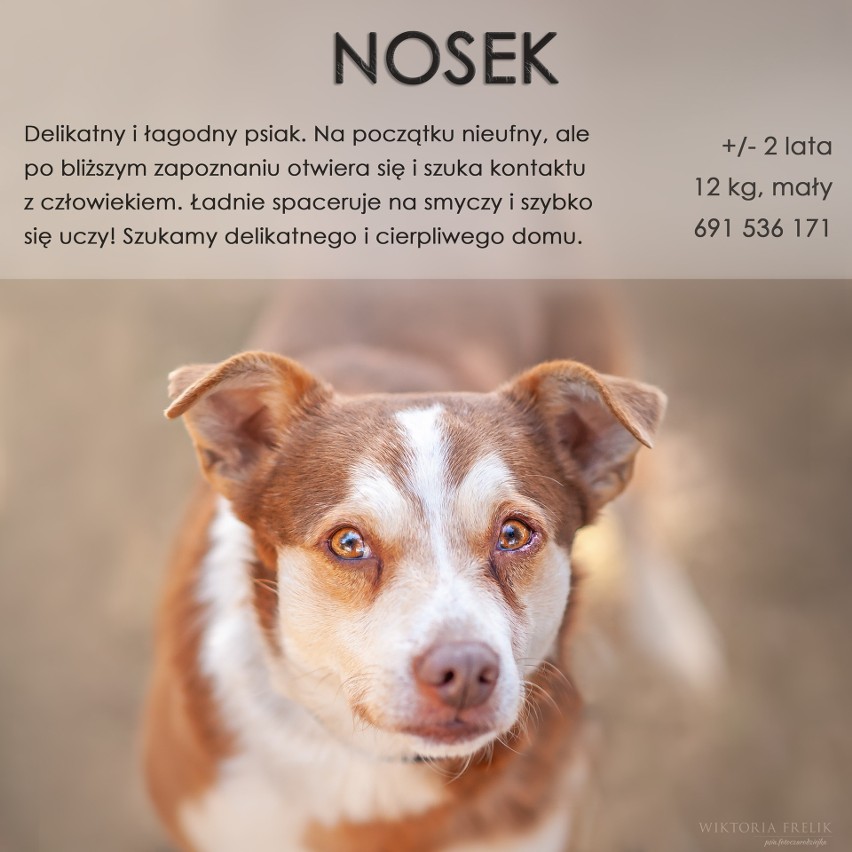 Psy ze schroniska w Małym Bożym na wyjątkowej wystawie fotografii w Białobrzegach. Szukają domów. Zobacz, może któregoś przygarniesz 