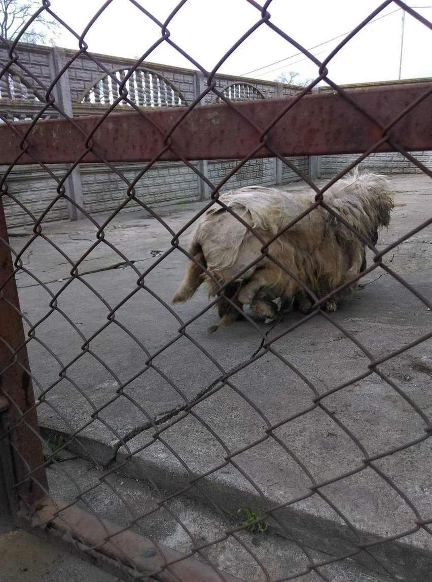 Fundacja Mondo Cane interweniowała w jednej z parafii w...