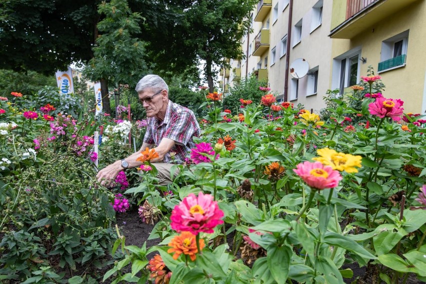 W ogrodzie pana Ryszarda zdecydowanie dominują kolorowe...