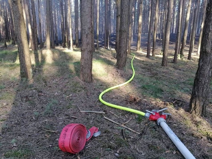 Pożar na "górze grajewskiej". Spłonęło ok 30 arów poszycia leśnego (zdjęcia) 