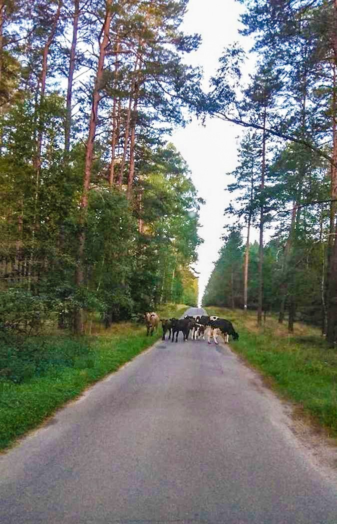 Stado krów w gminie Koczała/Biały Bór uciekło do lasu. Trwają poszukiwania właściciela