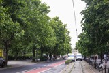 Kontrowersyjna wycinka drzew w centrum Poznania. Leszczyny przy ul. 27 Grudnia wyceniono na ponad milion złotych!
