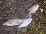 Zatrucie Warty: Prezes dużej spółki Bros oskarżony o skażenie rzeki toksycznymi substancjami