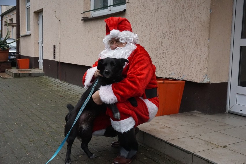 Święty Mikołaj w schronisku dla bezdomnych zwierząt w...
