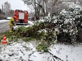 RAPORT PO ZAMIECIACH: 260 interwencji strażaków w woj. śląskim. Połamane drzewa, pozrywane dachy