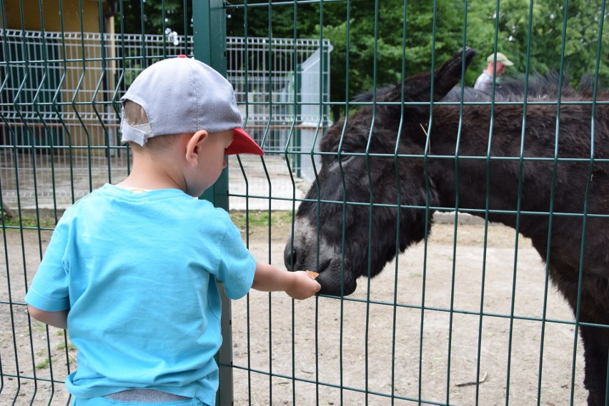 Z wizytą w Śląskim Ogrodzie Zoologicznym. Pogoda dopisuje,...