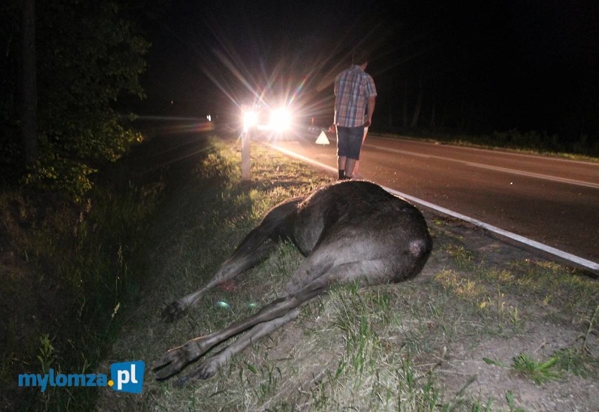 Gawrychy: Krowa wtargnęła na jezdnię. Ranny motocyklista trafił do szpitala [ZDJĘCIA]