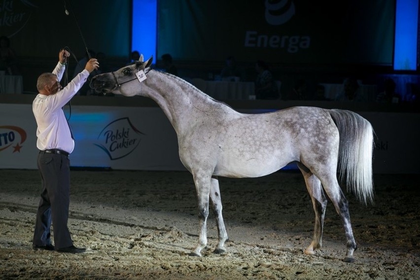 Święto Konia Arabskiego w Janowie Podlaskim