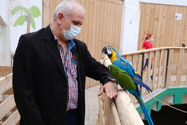 Papugarnia w Katowicach jest już ponownie czynna. Zwierzęta cieszą się z towarzystwa ludzi. Zobacz kolejne zdjęcia. Przesuwaj zdjęcia w prawo - naciśnij strzałkę lub przycisk NASTĘPNE