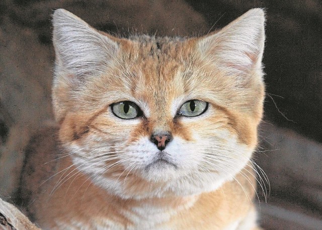 Pracowników gdańskiego zoo kot arabski zachwycił urodą i nienagannymi manierami