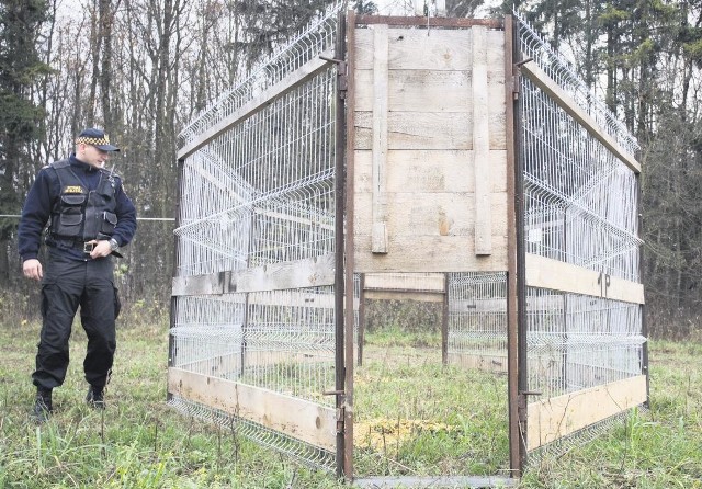 Strażnicy miejscy sprawdzają czy wataha dzików odwiedziła okolice odłowni. Jeśli tak, jest szansa, że zwierzęta uda się złapać.