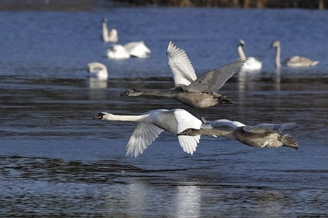 Jezioro Łuknajno to rezerwat ornitologiczny, który chroni jedną z największych ostoi łabędzia niemego w Polsce. Latem przebywa tam ponad 2,5 tys. tych ptaków.