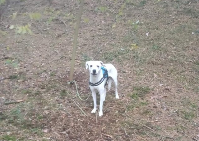 Pies znajdował się w kompleksie leśnym w rejonie Czarnowa, był przywiązany do drzewa i pozostawiony na pastwę losu