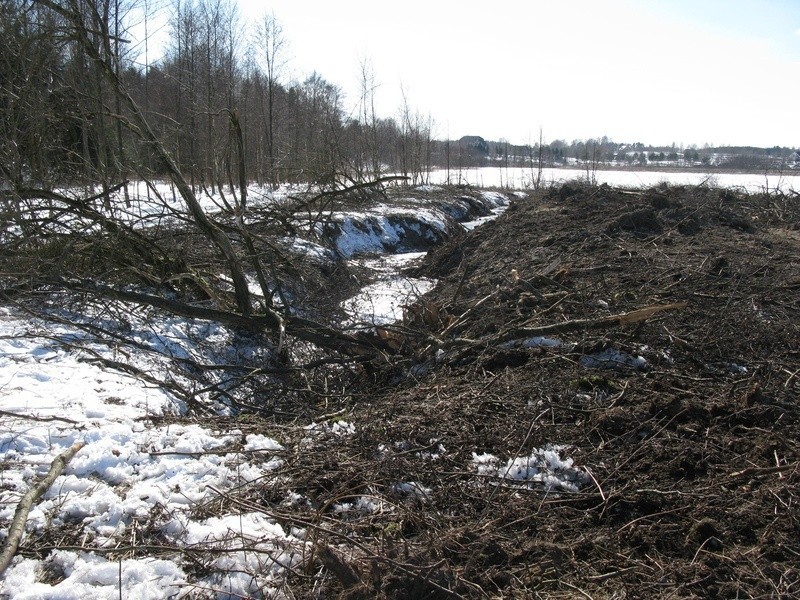 Wycinka drzew nad jeziorem Płaskie k. Miastka