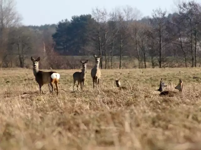 Na sarny można polować od 11 maja do końca września. Za zastrzelenie zwierzyny po tym terminie grozi do pięciu lat pozbawienia wolności.