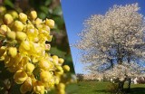 Wiosna na Kaszubach już w pełni - piękne niebo i kwitnące rośliny w obiektywie czytelnika