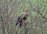 Orliki krzykliwe pojawiły się w powiecie jasielskim[ZDJĘCIA]