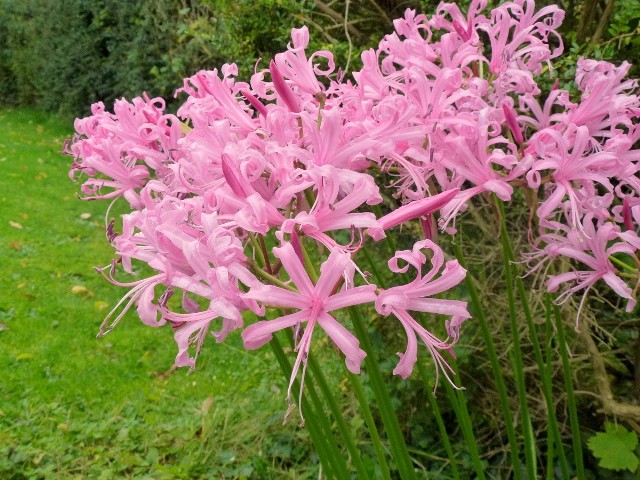 Nerina Bowdena pięknie kwitnie. Można ją sadzić w ogrodach, ale dobrze też rośnie i kwitnie w doniczkach.licencja