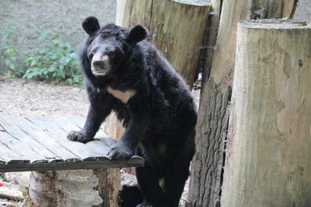 Budżet obywatelski to nie tylko głośne woonerfy, ale też dodatkowe środki na leczenie niedźwiedzi w zoo