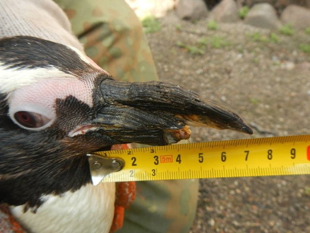 Pingwin ucierpiał prawdopodobnie w jakiejś przepychance, w której jego dziób został złamany