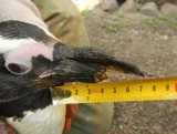 Pingwinowi Półdzióbkowi odrasta uszkodzony dziób (WIDEO)