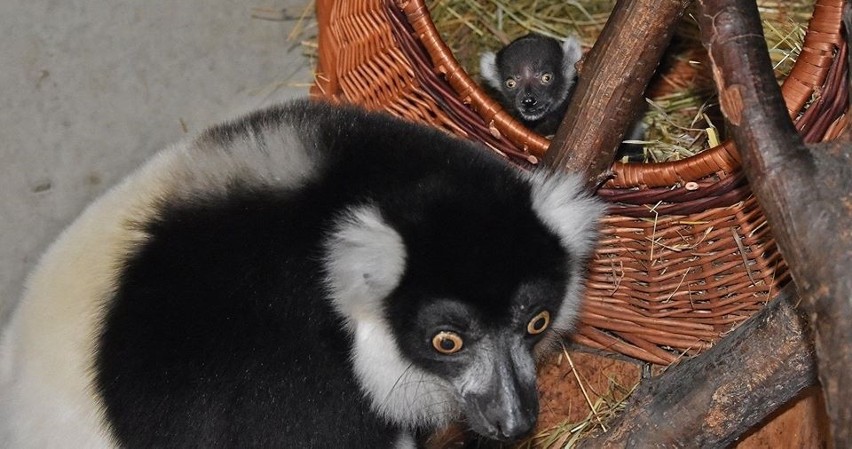 Niespodzianka w zamojskim zoo. Lemurza "emerytka" została mamą