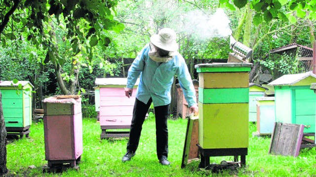 Szacuje się, że pszczelarze ze swoich pasiek czerpią tylko 10 proc. korzyści. Reszta to korzyści dla rolników, właścicieli ogrodów