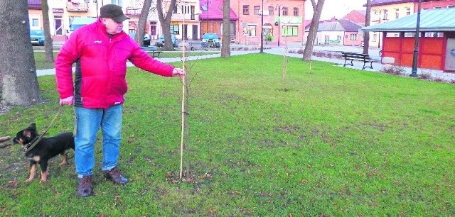 Wiślica staje się coraz bardziej zielona. Dziesiątki nowych drzew posadzono pod szyldem programu "Drogi dla Natury", ale widać również efekty działań lokalnych. Te drzewka w parku, w centrum historycznego grodu, zostały zasadzone w ramach rewitalizacji.