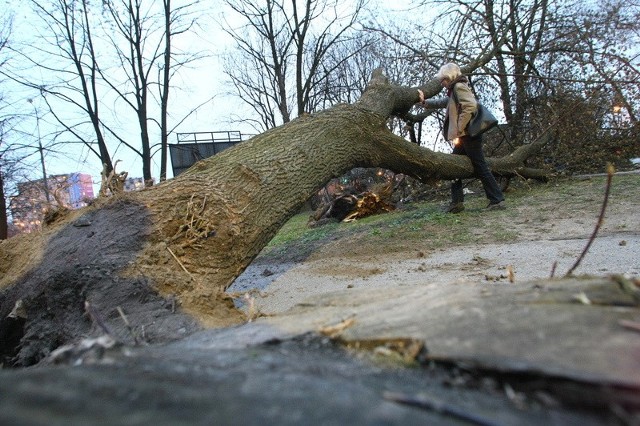 Przewrócone drzew tarasowało w weekend chodnik na rogu ulic Seminaryjskiej i Tarnowskiej w Kielcach.