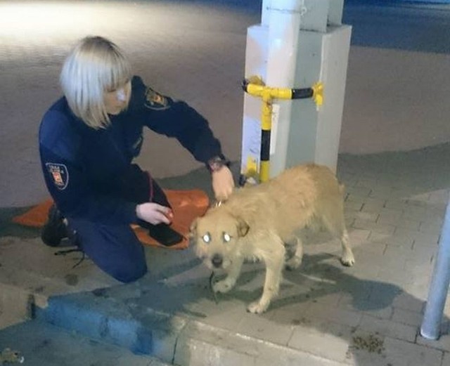 Kundelkiem zajęli się strażnicy miejscy.