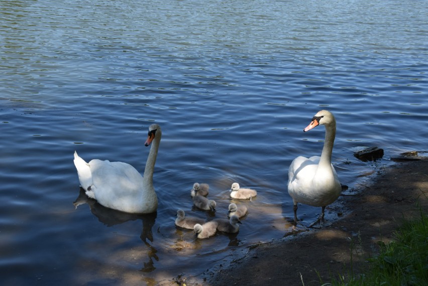 Rodzina łabędzi (staw Hutnik Park Śląski)