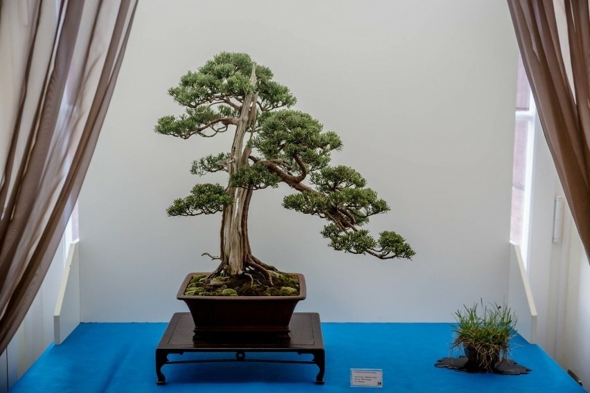  Jak uformować drzewo w sztuce bonsai? Zaczyna się cykl warsztatów w Palmiarnia w Łodzi