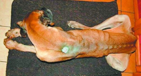 Hestia przebywała w schronisku od 28 stycznia do 10 lutego tego roku. Była za duża i nie mieściła się w budzie, dlatego ma zdartą skórę na plecach.   Gdyby nie wolontariuszki, byłoby z nią źle. To one powiadomiły fundację ratującą dogi. Ta zabrała psa z białostockiego schroniska.
