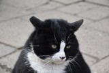 Światowej sławy kot celebryta ze Szczecina na zdjęciach. Na czym polega fenomen Kota Gacka?